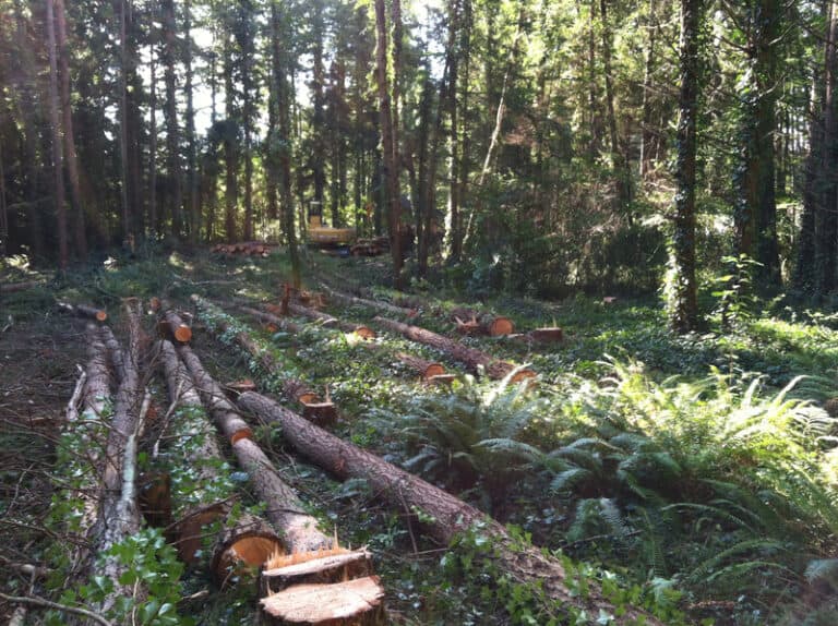 Thurston County Logging Cedarland Forest Resources