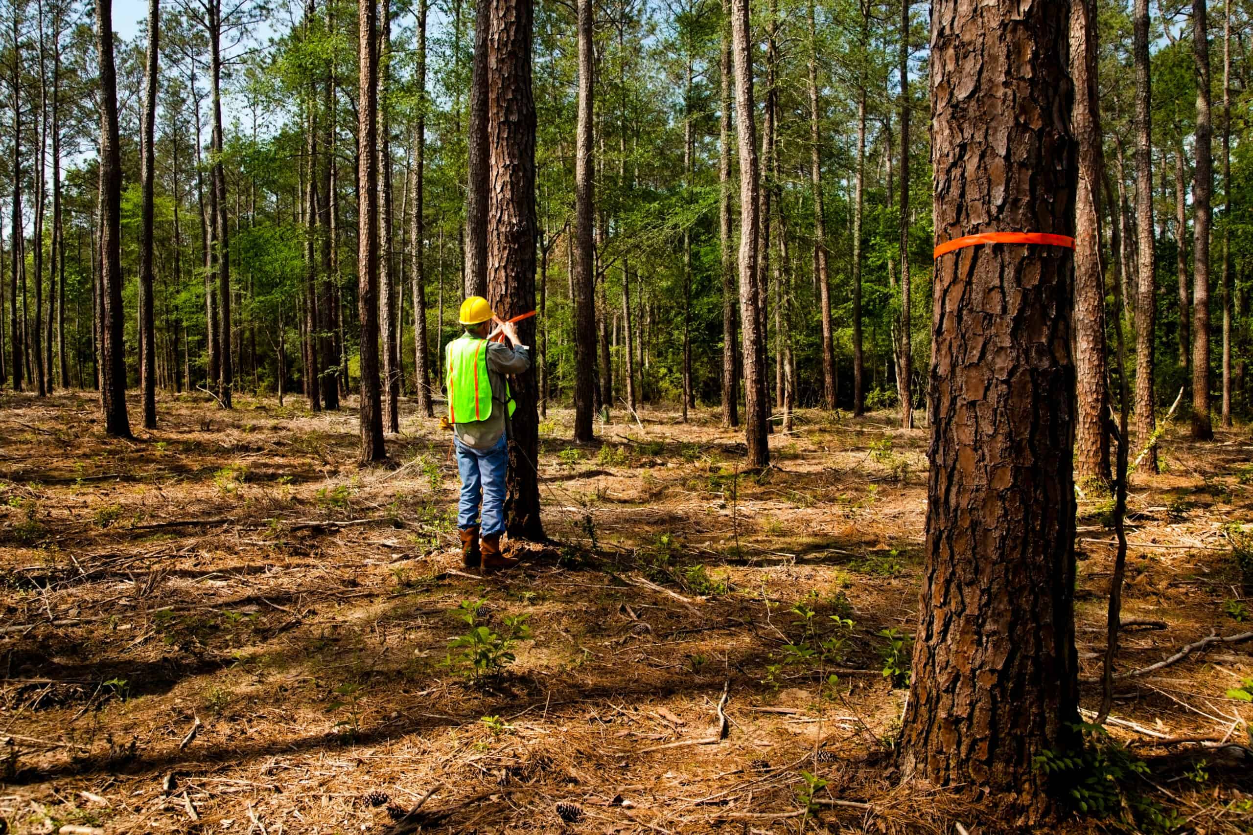 Forester marking trees for thinning
